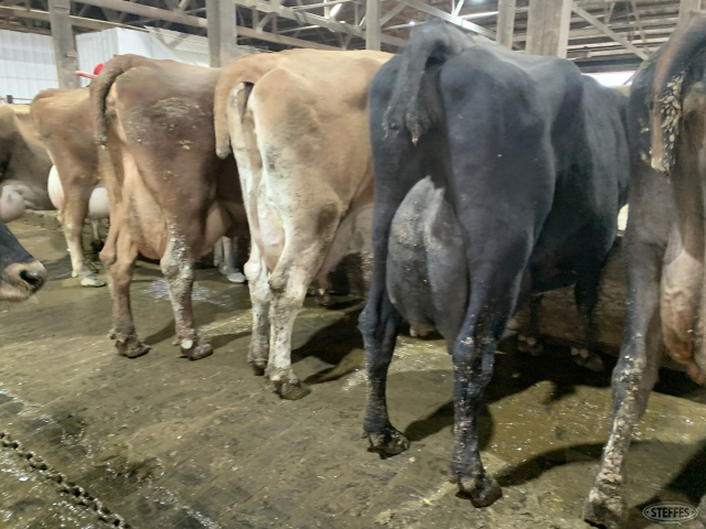 (3) Jersey/crossbred cows